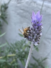 Apis mellifera