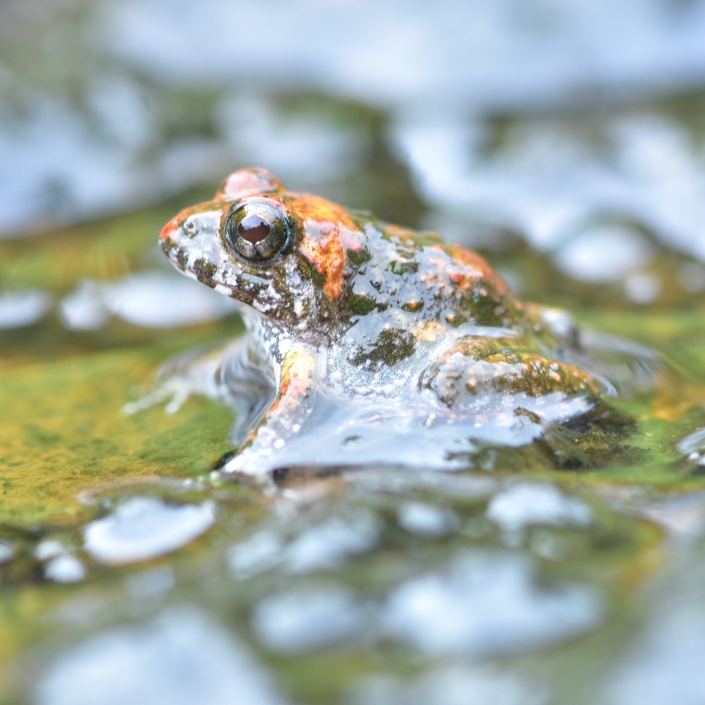 Kadar Burrowing Frog