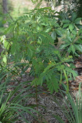 Senna acclinis