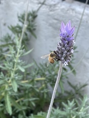 Apis mellifera