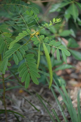 Senna acclinis