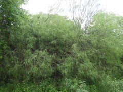 Parkinsonia aculeata