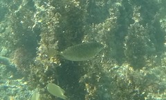 Siganus spinus