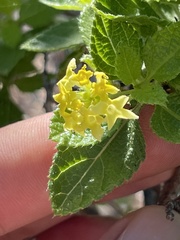 Aloysia barbata