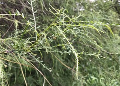 Parkinsonia aculeata