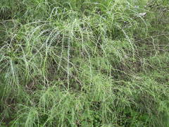 Parkinsonia aculeata