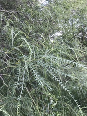 Parkinsonia aculeata