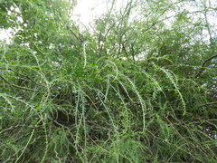 Parkinsonia aculeata