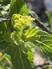 Aloysia barbata