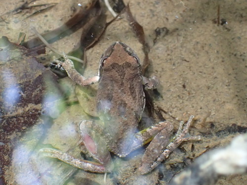 iNaturalist observation photo of Pacific chorus frog