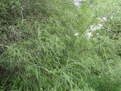 Parkinsonia aculeata