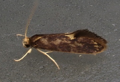 Psychoides filicivora