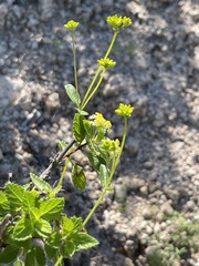 Aloysia barbata