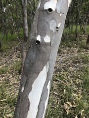 Eucalyptus studleyensis