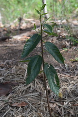 Ficus opposita