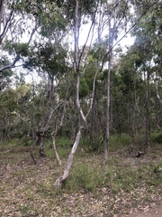 Eucalyptus studleyensis