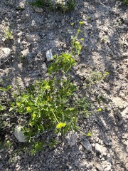 Aloysia barbata