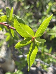 Bursera cerasiifolia