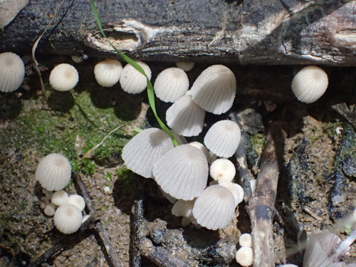 iNaturalist observation photo of Trooping Crumble Cap