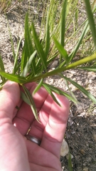 Amsonia ciliata ciliata
