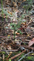 Coprosma quadrifida
