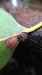 Thryasona diemenensis