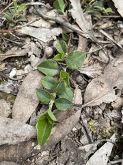 Podolobium procumbens