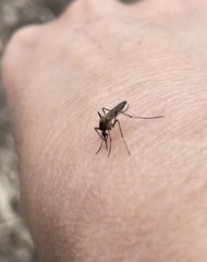 Aedes notoscriptus