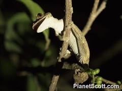 Uroplatus guentheri