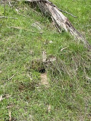 Pardalotus punctatus