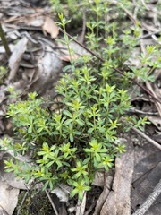 Tetratheca bauerifolia