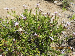 Dicoma fruticosa