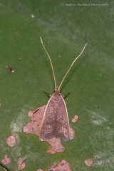 Homaloxestis multidentalis