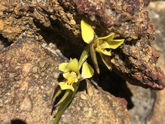 Diuris setacea