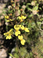 Stylidium diuroides