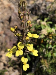 Stylidium diuroides