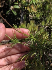 Stylidium diuroides