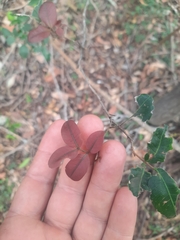 Cupaniopsis parvifolia