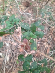 Cupaniopsis parvifolia