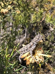 Ctenophorus adelaidensis