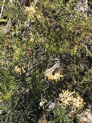 Ctenophorus adelaidensis