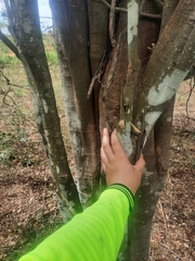 Cupaniopsis parvifolia