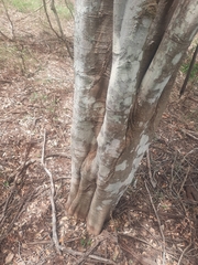 Cupaniopsis parvifolia