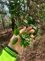 Cupaniopsis parvifolia