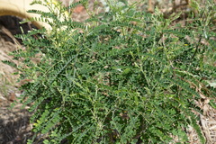 Sophora fraseri