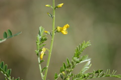 Sophora fraseri
