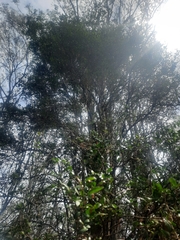 Cupaniopsis parvifolia