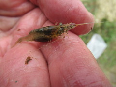 Paratya curvirostris