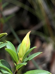 Hibbertia nitida
