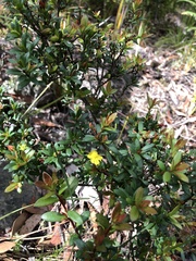 Hibbertia nitida